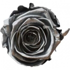 Rosen der Farbe silver