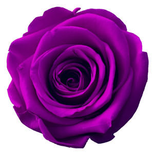 Rosen der Farbe purpur