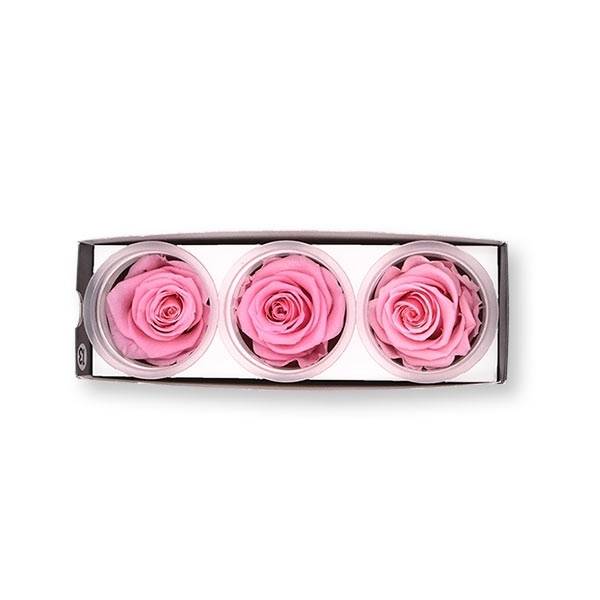 Rosen konserviert | bridal pink | 6cm | 3er Pack