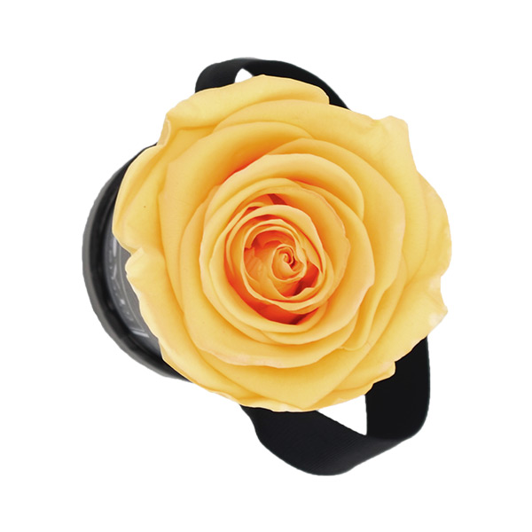 Rosenbox Infinity Rosen aprikot | Flowerbox | Blumenbox | XS Modern w gold