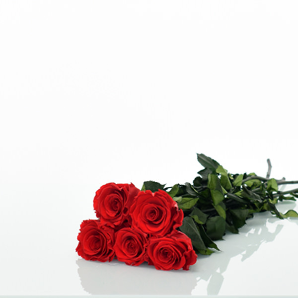 Rosenstrauß | Blumenstrauß mit 5 langstieligen Infinity Rosen | Rot