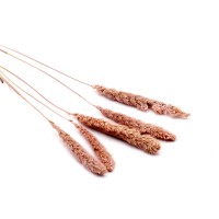 Setarea getrocknet | misty pink | 5 Stiele Setarea getrocknet | misty pink | 5 Stiele