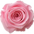 Rosen der Farbe bridal pink
