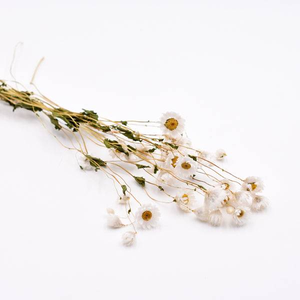 Love_dried_flowers_Trockenblumen_getrocknete_Blumen_Rodanthe_weiss_stiele.jpg