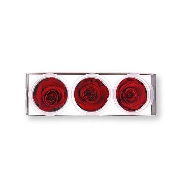 Rosen konserviert | vibrant red | 6cm | 3er Pack