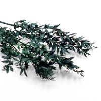 Trockenblumen Ruskus kaufen stabilisiert | Grün | 2 Stiele  Trockenblumen Ruskus kaufen stabilisiert | Grün | 2 Stiele