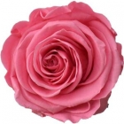 Rosen der Farbe baby pink