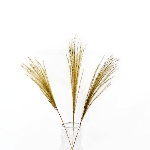 Trockenblumen Miscanthus natur, 3 Stiele