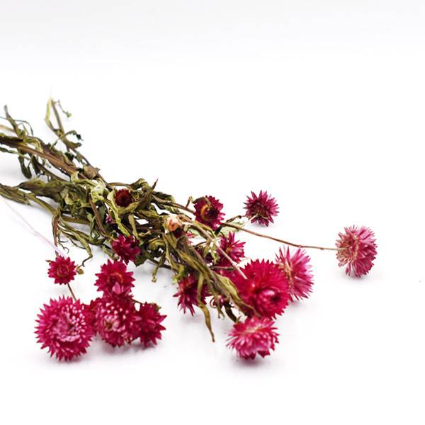 Love_dried_flowers_Trockenblumen_getrocknete_Blumen_strohblume_beere.jpg