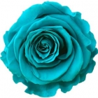 Rosen der Farbe aqua