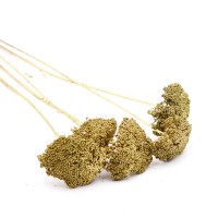 Achillea (Schafgarbe) getrocknet | gold | 5 Stiele Achillea (Schafgarbe) getrocknet | gold | 5 Stiele