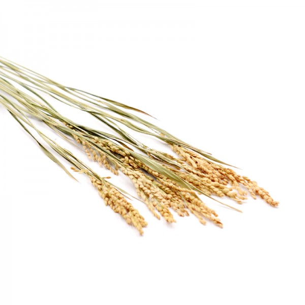 Reisgras getrocknet | natur | 10 Stiele