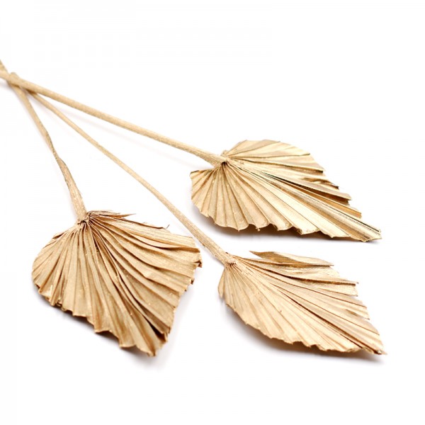 Palmspear getrocknet | gold | 3 Stiele