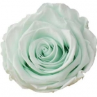 Rosen der Farbe minty green