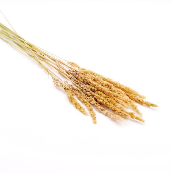 Love_dried_flowers_Trockenblumen_getrocknete_Blumen_Small_Pampas.jpg