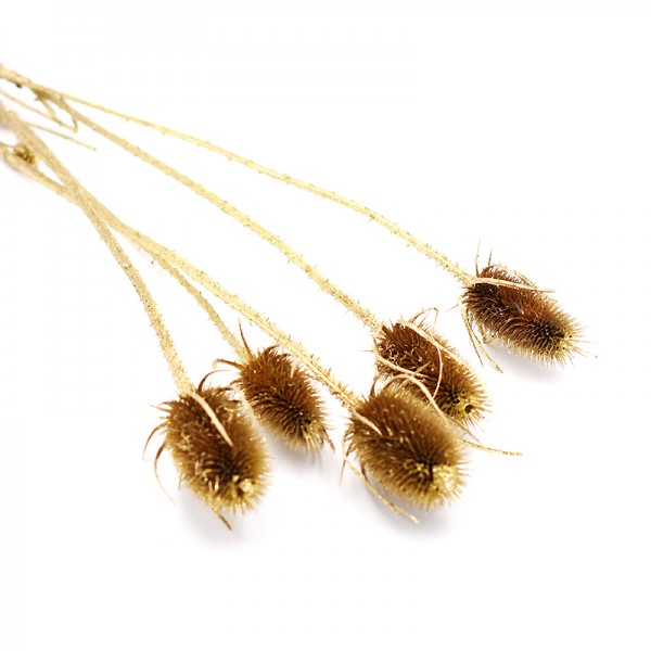 Cardi Palustris (Distel) getrocknet | gold glitter | 5 Stiele