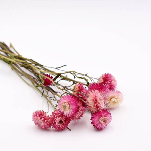 Love_dried_flowers_Trockenblumen_getrocknete_Blumen_strohblume_pink.jpg