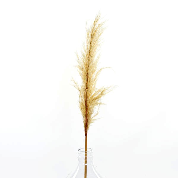 Trockenblumen Pampasgras natur, 1 Stiel