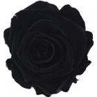 Rosen der Farbe black