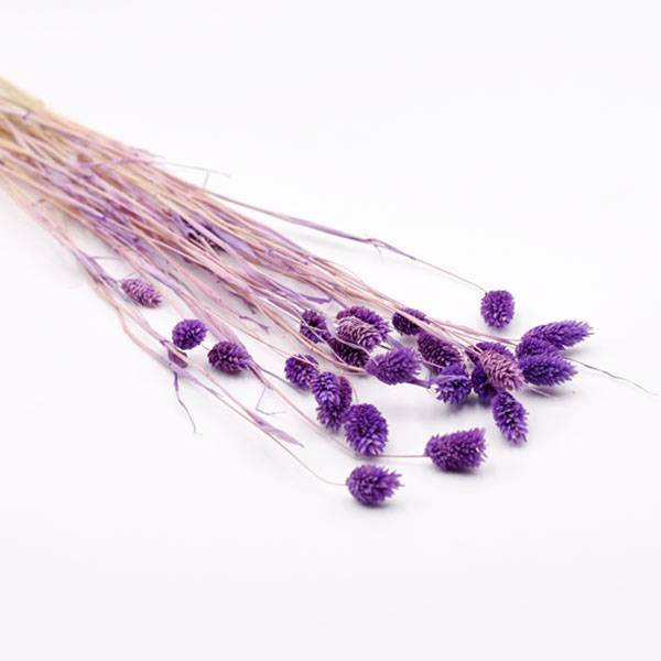 Love_dried_flowers_Trockenblumen_getrocknete_Blumen_Phalaris_lila_25_Stiele.jpg