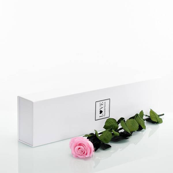 Flowerbox Lang | Classic | Rosen Bridal Pink (Hellrosa)