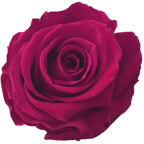 Rosen der Farbe rasberry