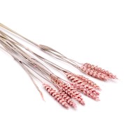 Tarwe (Weizen) getrocknet | misty pink | 10 Stiele Tarwe (Weizen) getrocknet | misty pink | 10 Stiele