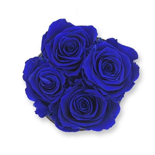 Modern | Small | Dark Blue (Dunkelblau)