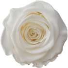 Rosen der Farbe pure White