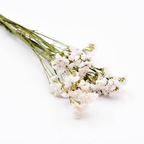 Love_dried_flowers_Trockenblumen_getrocknete_Blumen_Statice_weiss_5_Stiele_2.jpg