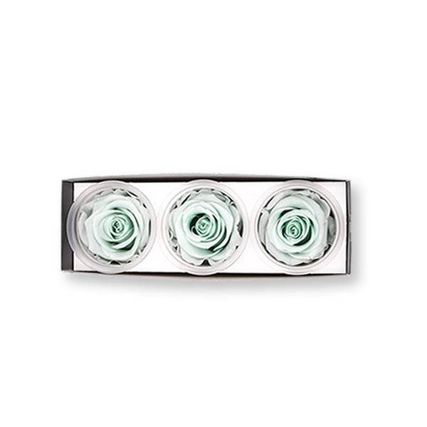 Rosen konserviert | minty green | 6cm | 3er Pack