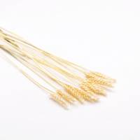 Trockenblumen Tarwe (Weizen) kaufen getrocknet | Weiss | 10 Stiele Trockenblumen Tarwe (Weizen) kaufen getrocknet | Weiss | 10 Stiele