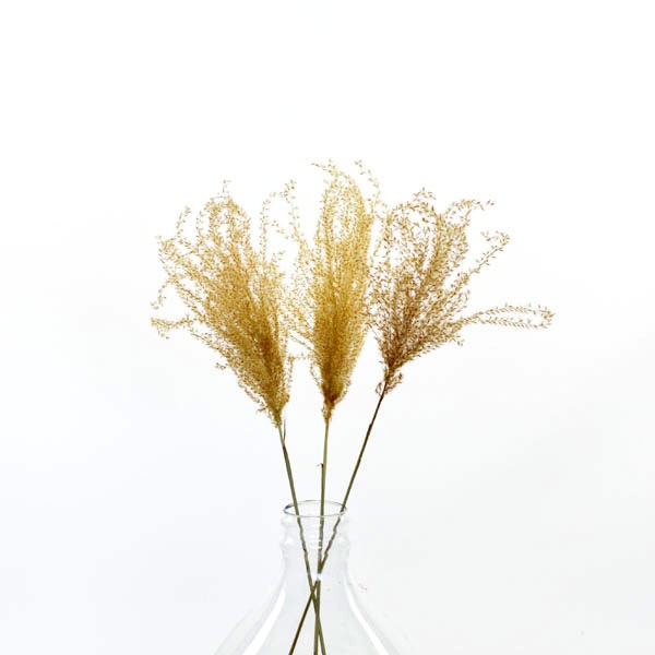 Trockenblumen Fluffy Reed Gras natur, 3 Stiele