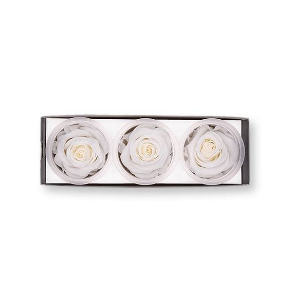 Rosen konserviert | pure white | 6cm | 3er Pack