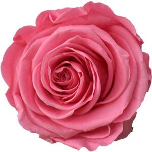 Rosa (Baby Pink)