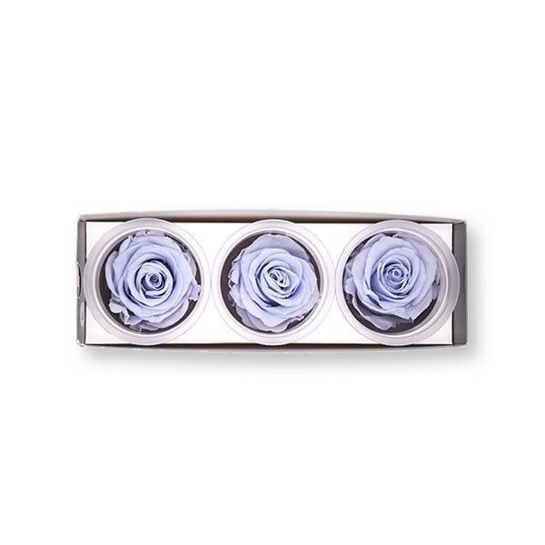 Rosen konserviert | cool lavender | 6cm | 3er Pack