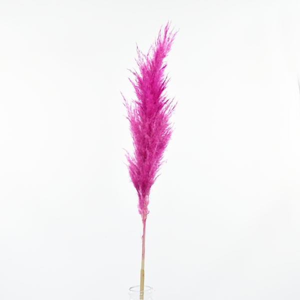 Trockenblumen Pampasgras pink, 1 Stiel