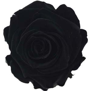 Schwarz (Black)