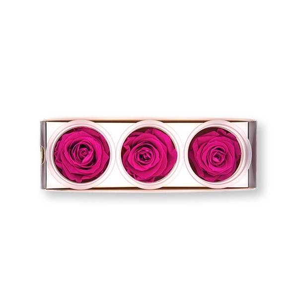 Rosen konserviert | hot pink | 6cm | 3er Pack