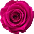 Rosen der Farbe hot pink