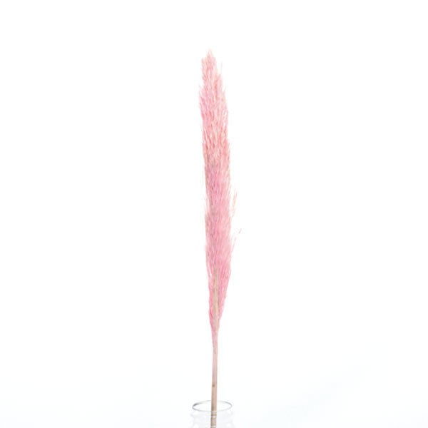 Trockenblumen Zebragras rosa, 1 Stiel