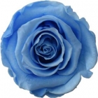Rosen der Farbe baby blue