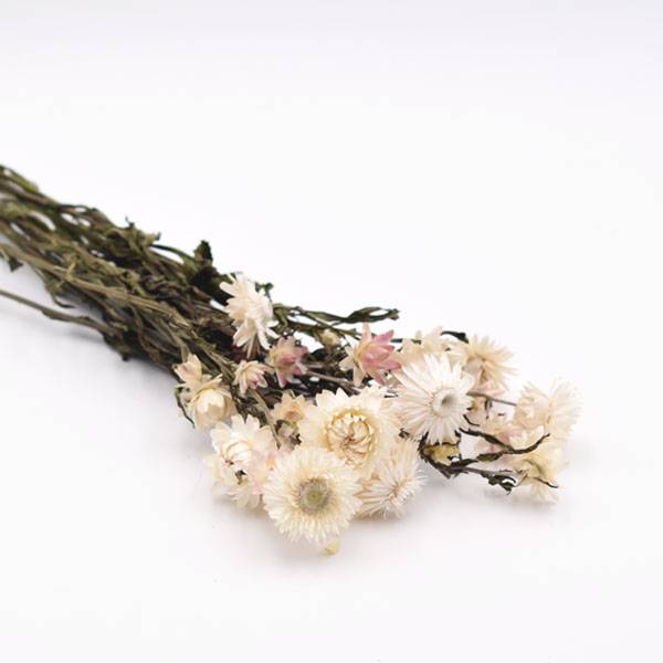 Love_dried_flowers_Trockenblumen_getrocknete_Blumen_strohblume_weiss_creme.jpg