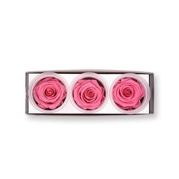 Rosen konserviert | baby pink | 6cm | 3er Pack
