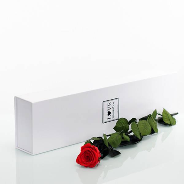 Flowerbox Lang | Classic | Rosen Vibrant Red (Rot)