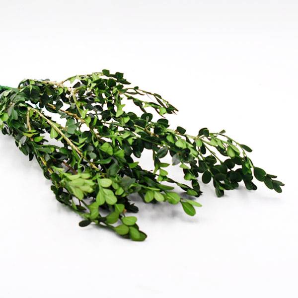 Trockenblumen Buchs kaufen stabilisiert | Grün | 3 Stiele
