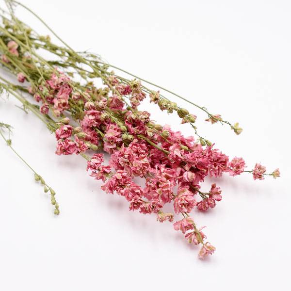 Love_dried_flowers_Trockenblumen_getrocknete_Blumen_Delphinium_Rittersporn_pink_5_stiele.jpg