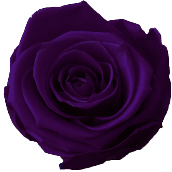 Rosen der Farbe lilac