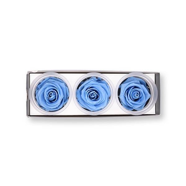 Rosen konserviert | baby blue | 6cm | 3er Pack