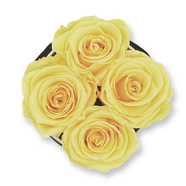 Rosenbox Infinity Rosen aprikot | Flowerbox | Blumenbox | S Modern white